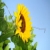  Beautiful Sunflowers ScreenSaver 5.0